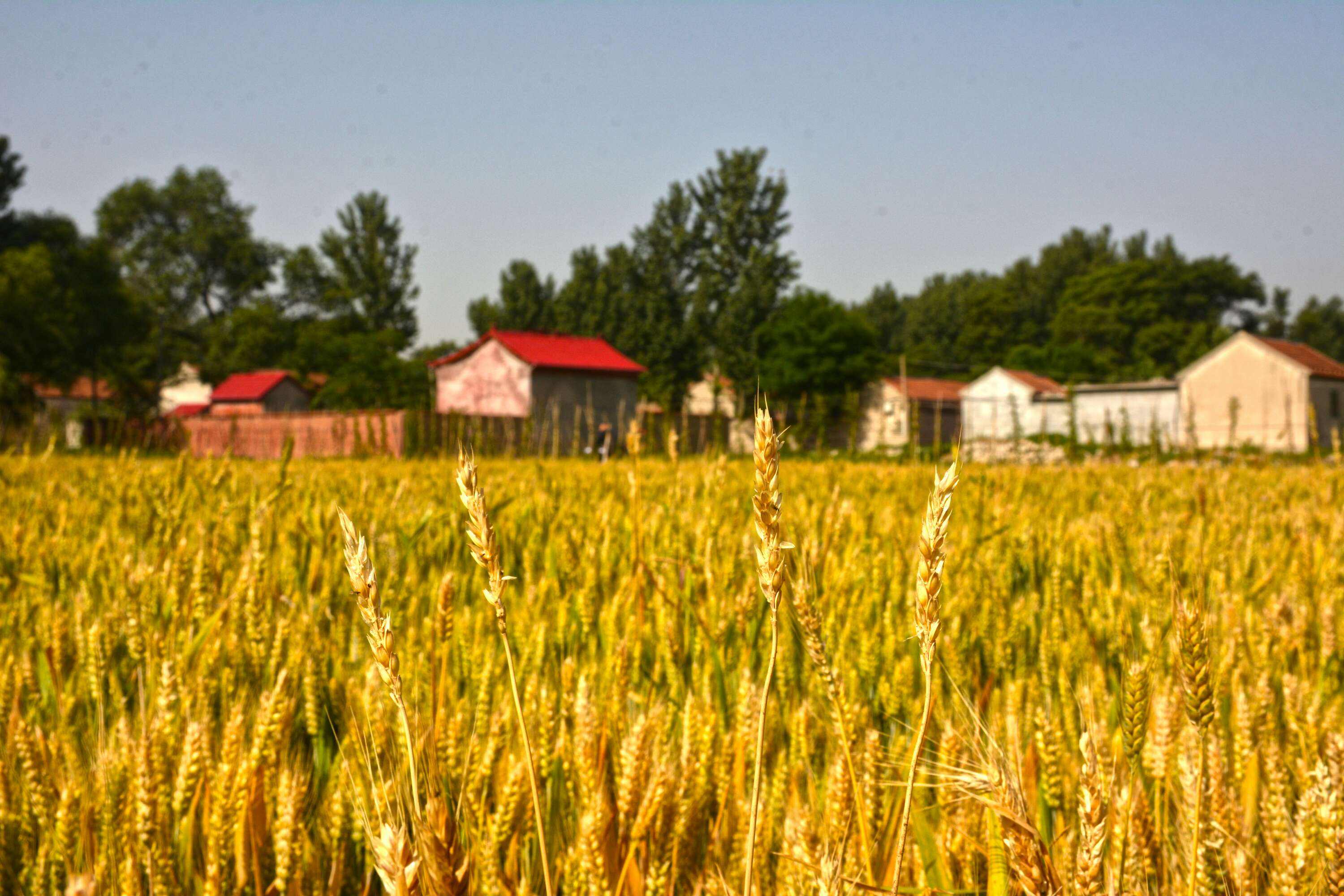 农村户口.jpeg 农村户口.jpeg