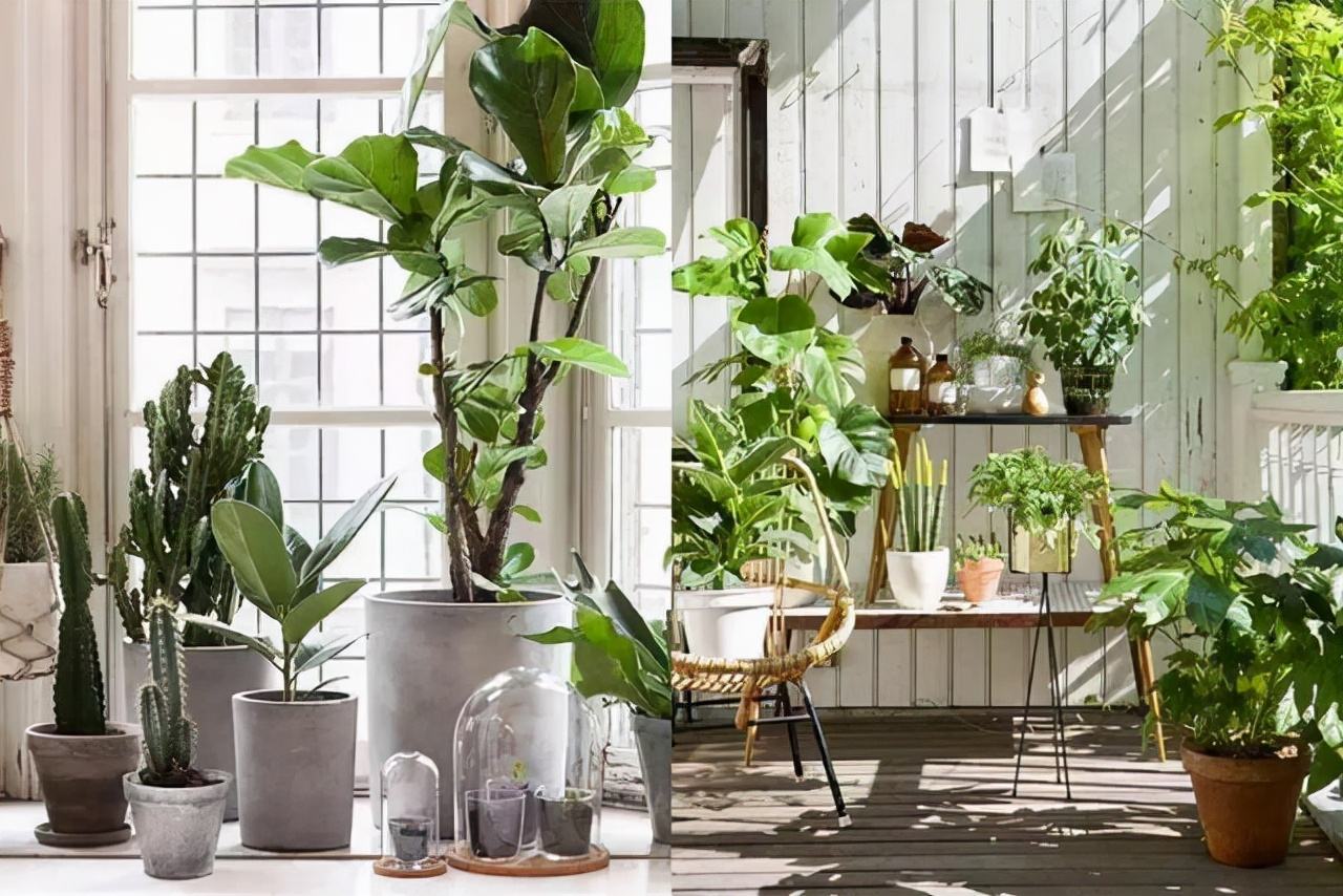 室内盆栽.jpeg 室内盆栽.jpeg