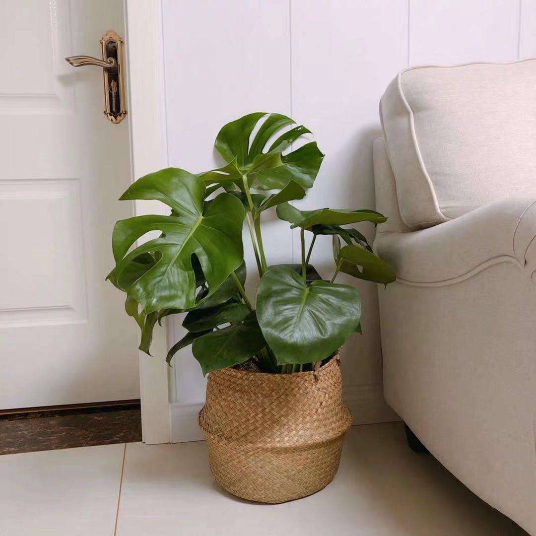 龟背竹.jpeg 龟背竹.jpeg