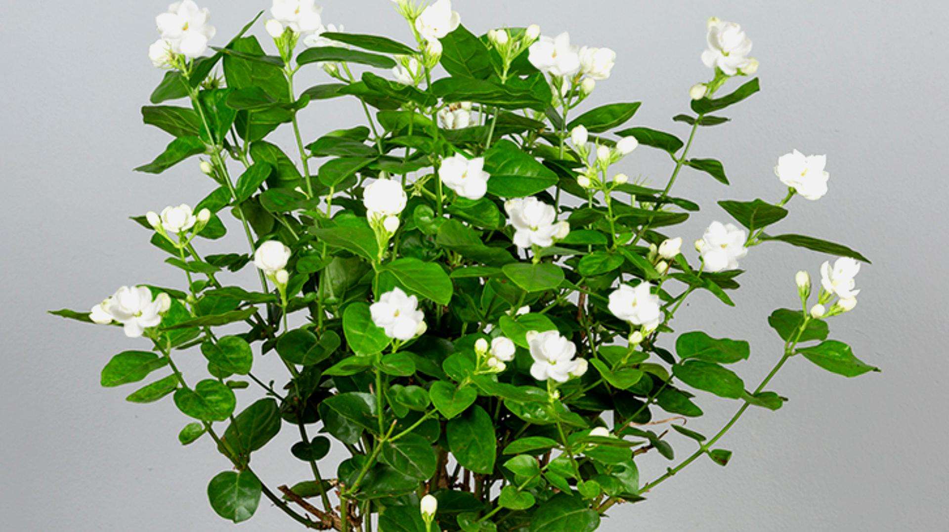 茉莉花.jpeg 茉莉花.jpeg