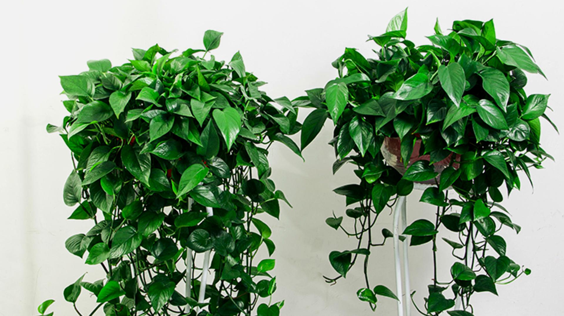 绿萝.jpeg 绿萝.jpeg