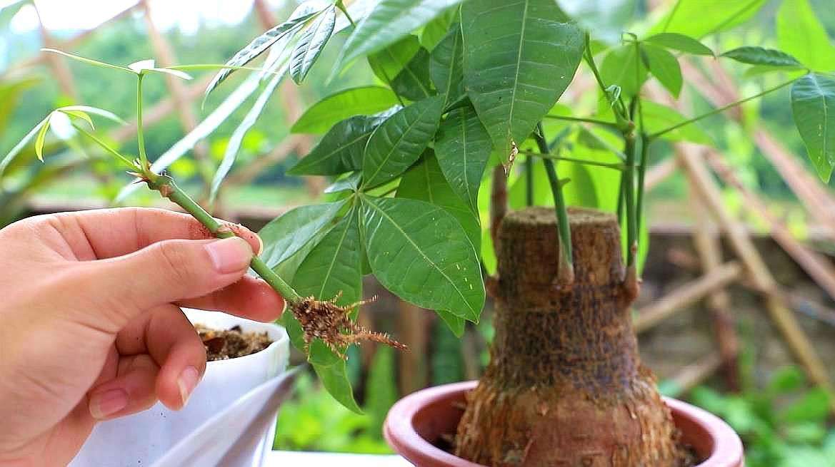 发财树.jpeg 发财树.jpeg