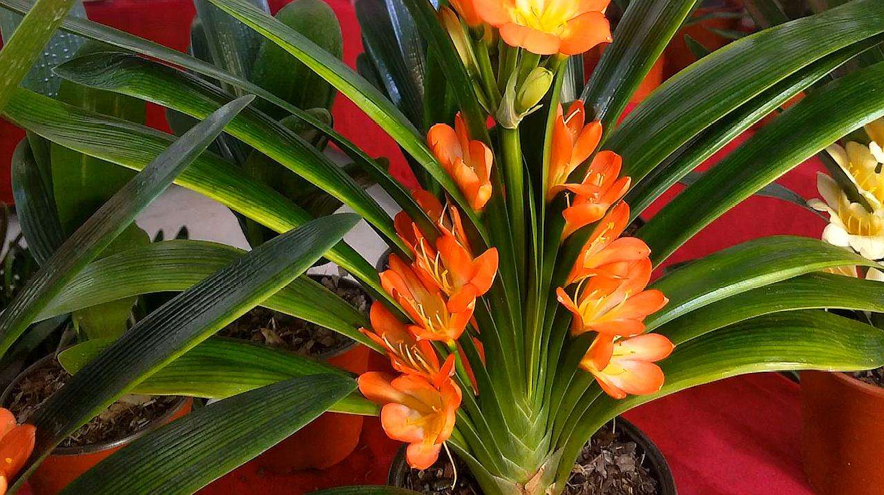 君子兰.jpeg 君子兰.jpeg