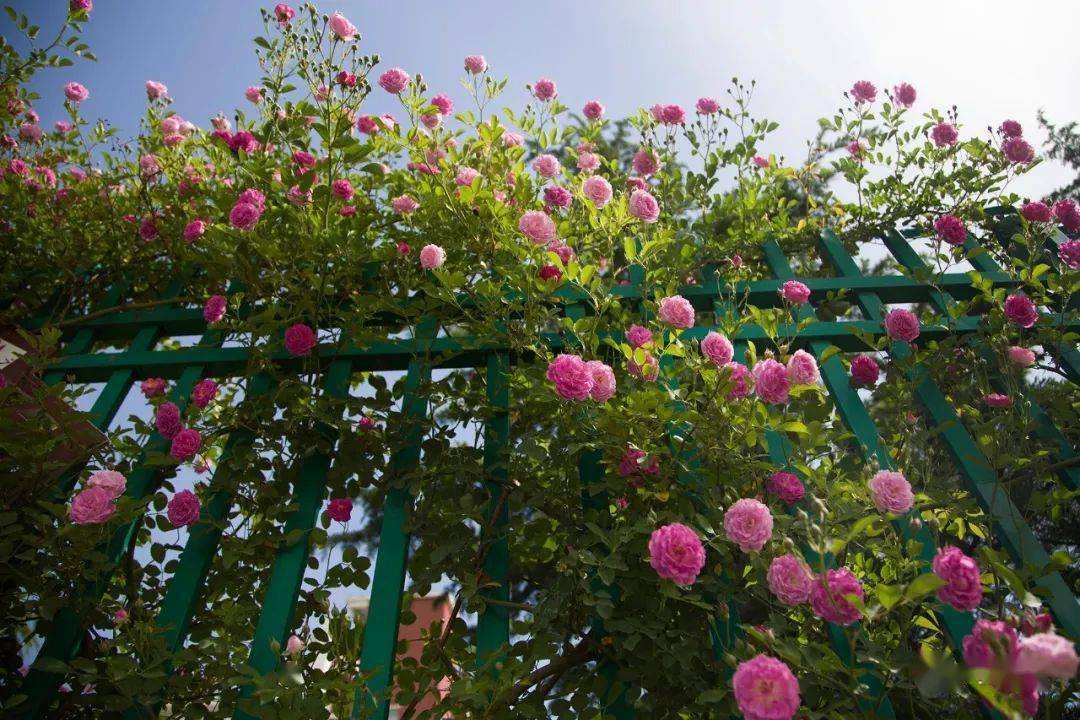 ͥԺǾޱ�� (1).jpeg