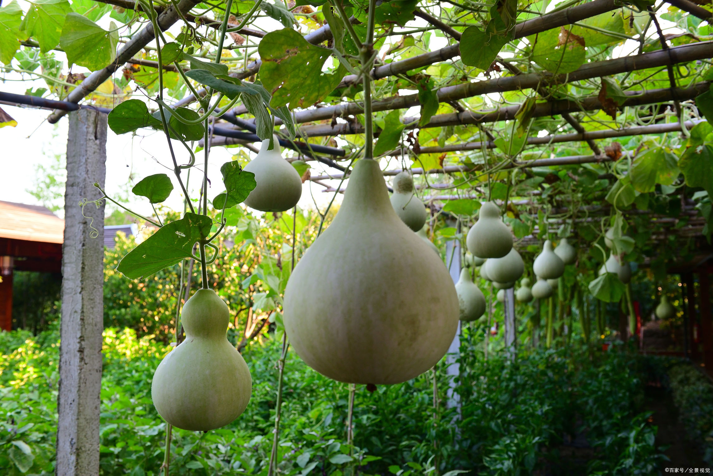 葫芦.jpeg 葫芦.jpeg