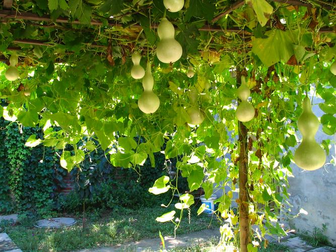 挂葫芦的风水禁忌.jpeg 挂葫芦的风水禁忌.jpeg