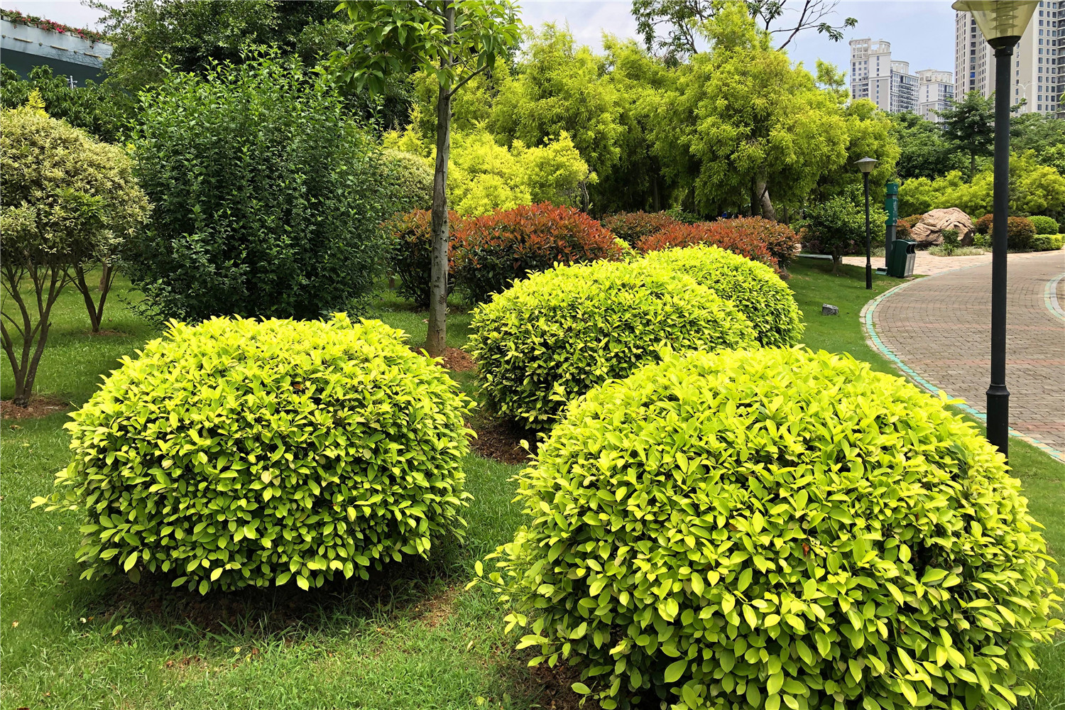 常见的灌木品种有哪些?.jpg 常见的灌木品种有哪些?.jpg