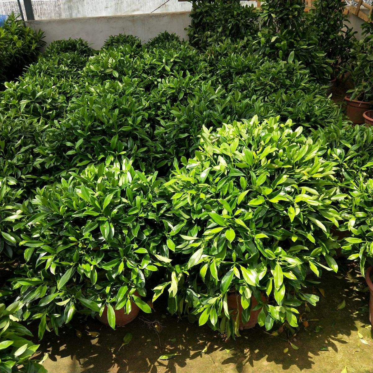 非洲茉莉.jpeg 非洲茉莉.jpeg