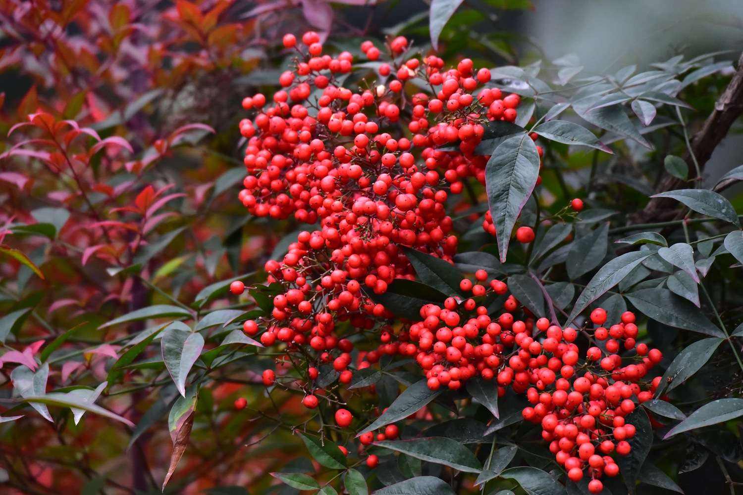 南天竹.jpeg 南天竹.jpeg