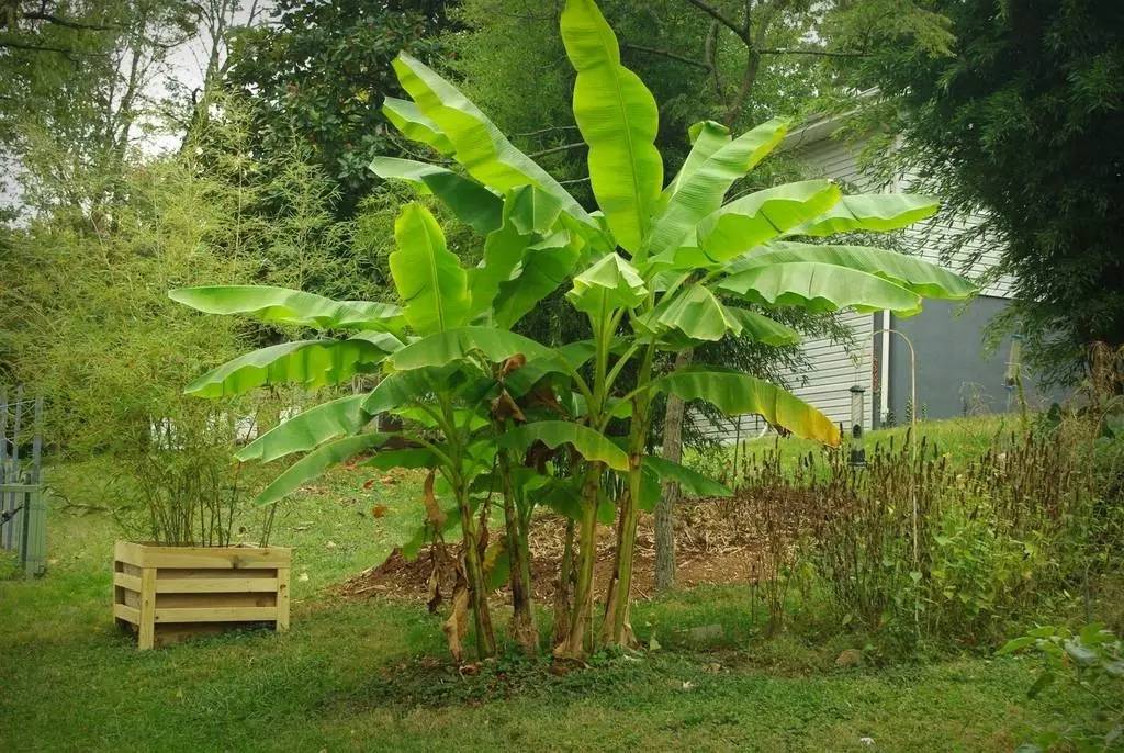 芭蕉.jpeg 芭蕉.jpeg