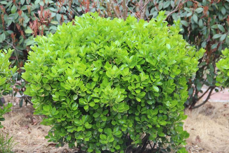 大叶黄杨.jpeg 大叶黄杨.jpeg