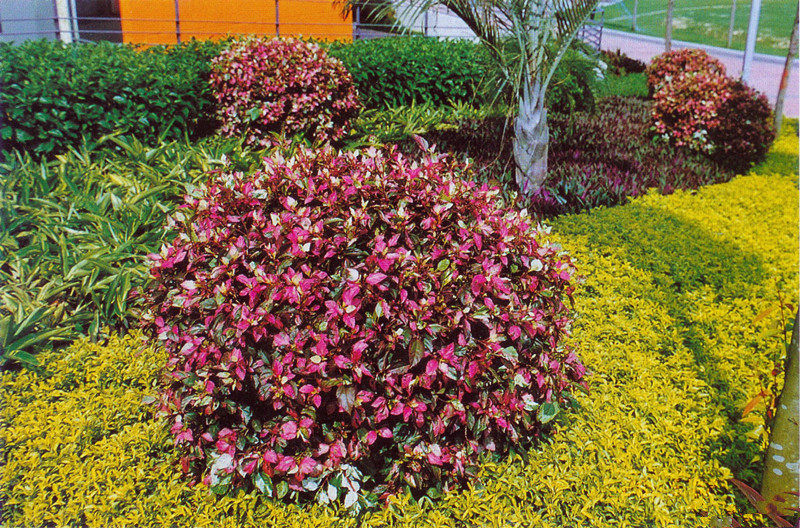 彩叶扶桑.jpg 彩叶扶桑.jpg