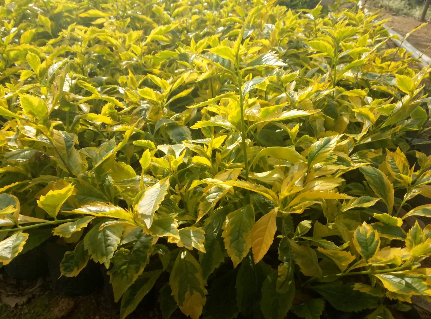 花叶假连翘.jpeg 花叶假连翘.jpeg