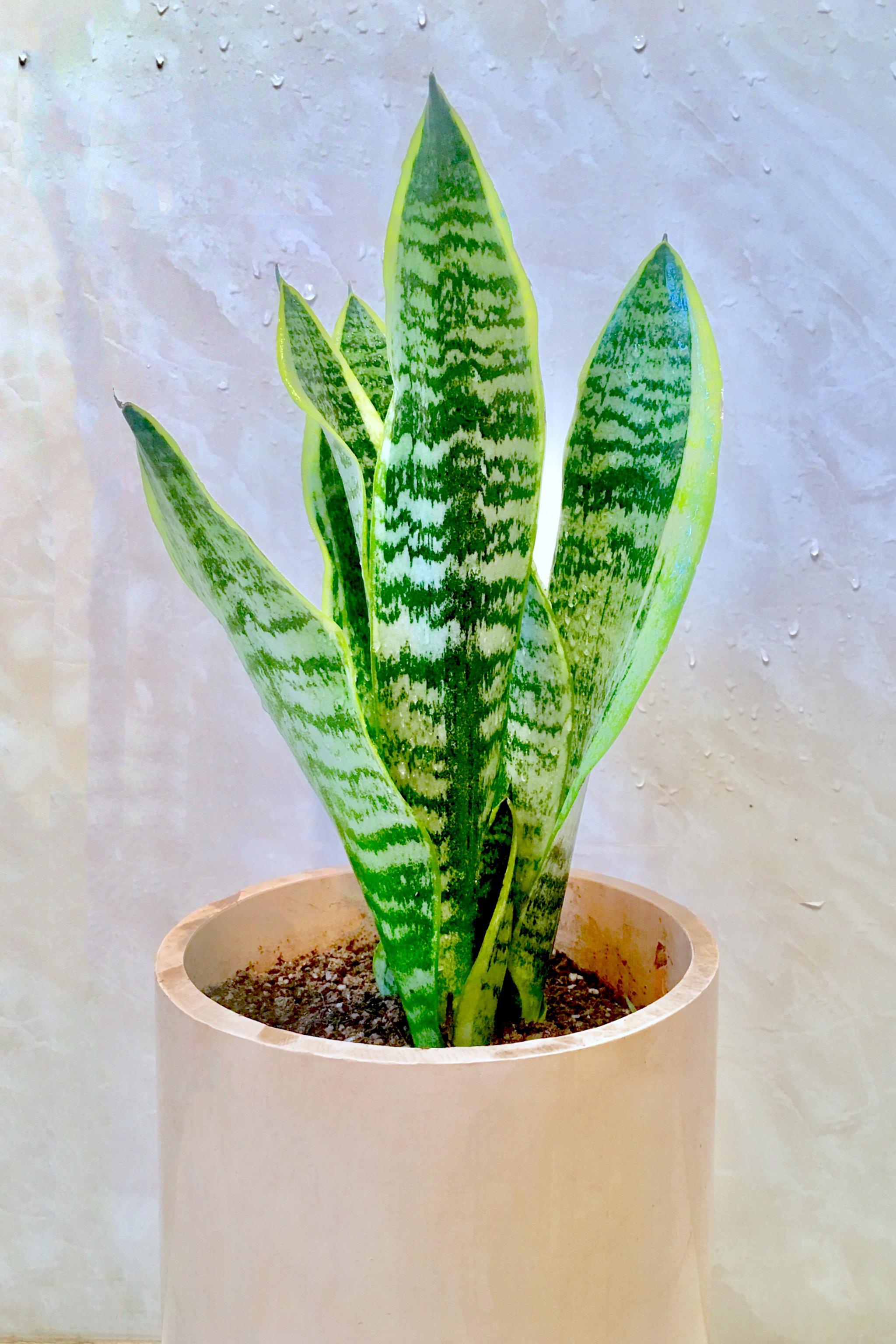 ��Ƥ����ֳ���� ����.jpg