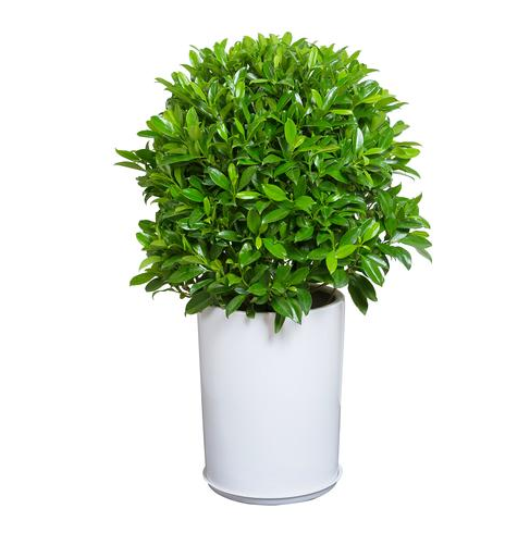 �칫�ҷ�ˮֲ����ôѡ (2).png