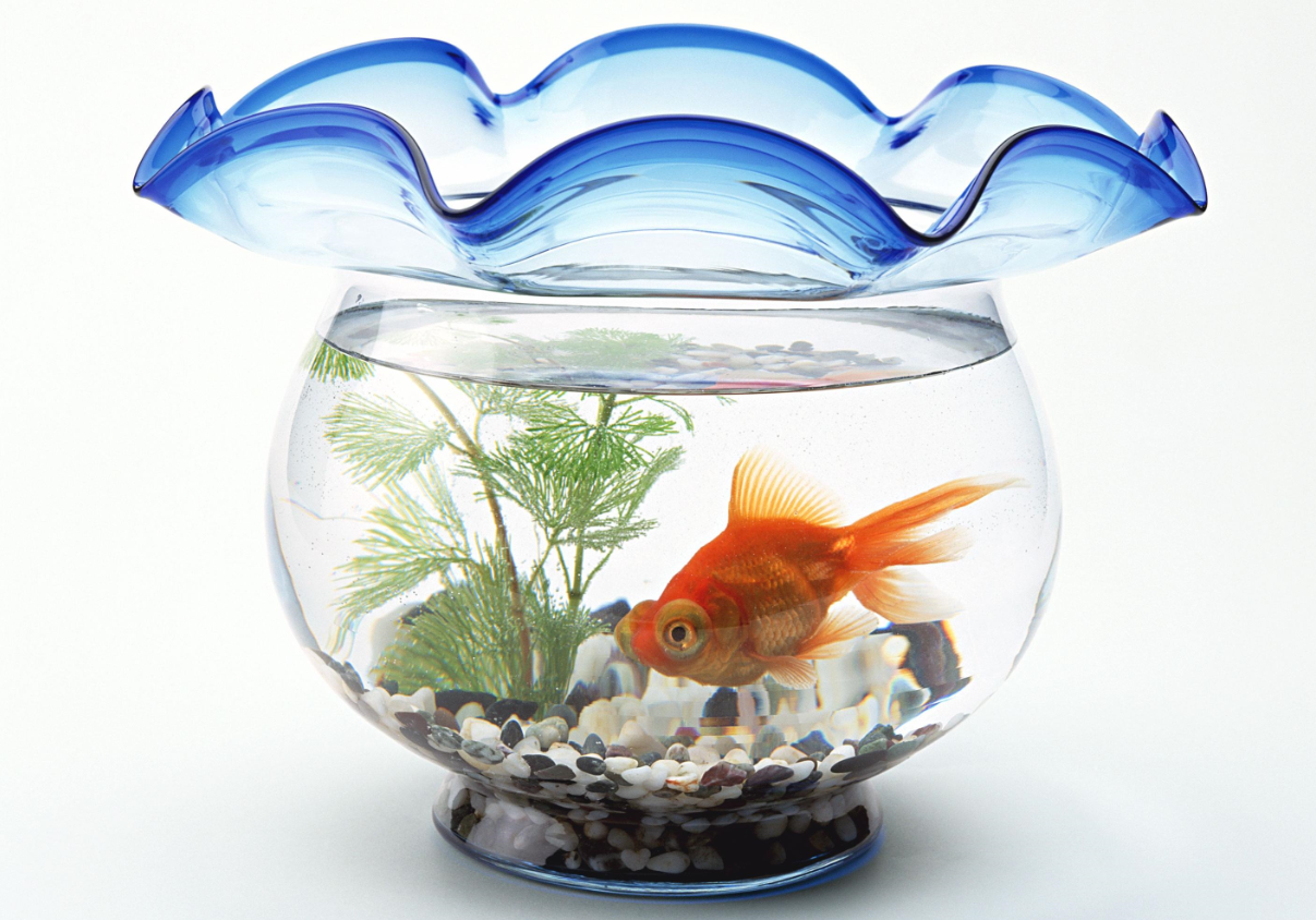 鱼缸的滤材摆放顺序究竟是怎么样的.png 鱼缸的滤材摆放顺序究竟是怎么样的.png