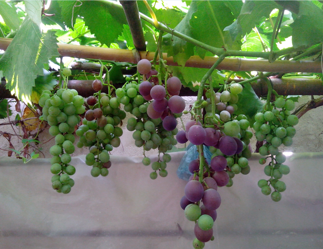 ͥԺ��ֲ�������ķ�ˮ���� (2).png