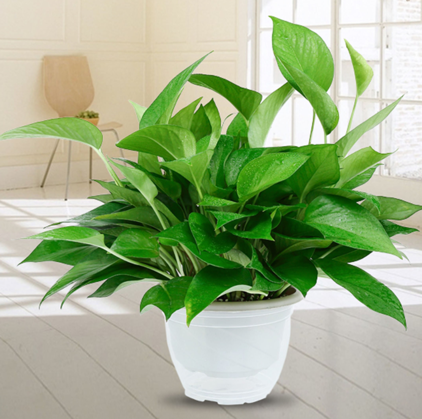 去除甲醛的方法有哪些? (3).png 去除甲醛的方法有哪些? (3).png