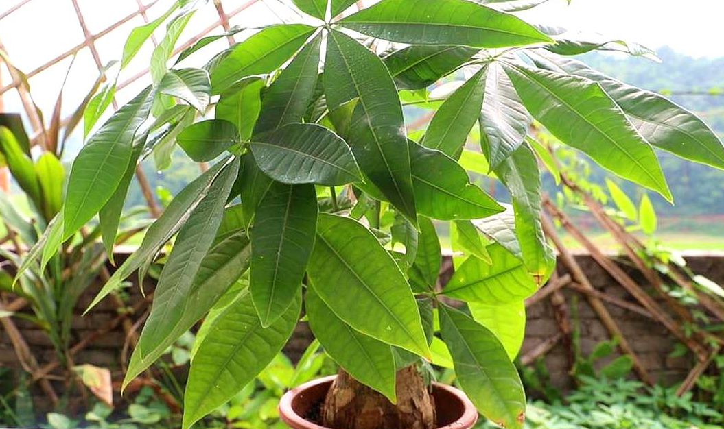 �������ڷſ���ʾ��ͼ (2).png