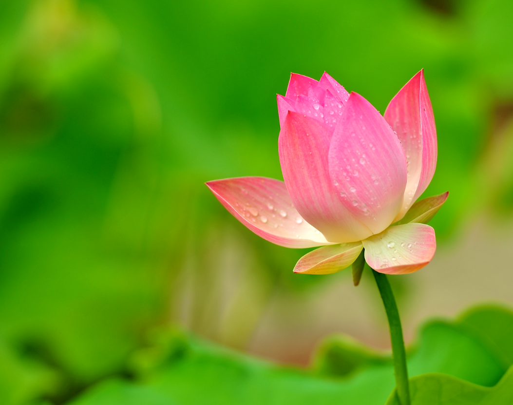 �������ɻ���ˮ���� (2).png