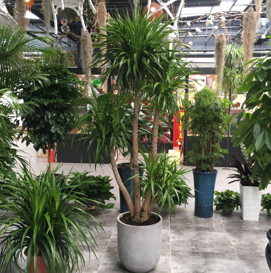 �ʺ���������ֲ�ﻨ�� (2).png