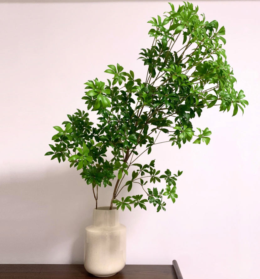 �ʺ���������ֲ�ﻨ�� (3).png