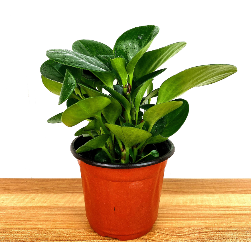 �ʺ���������ֲ�ﻨ�� (4).png