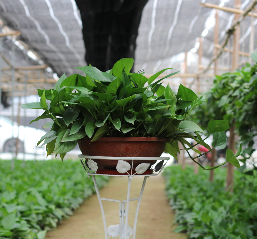 �ʺ���������ֲ�ﻨ�� (5).png