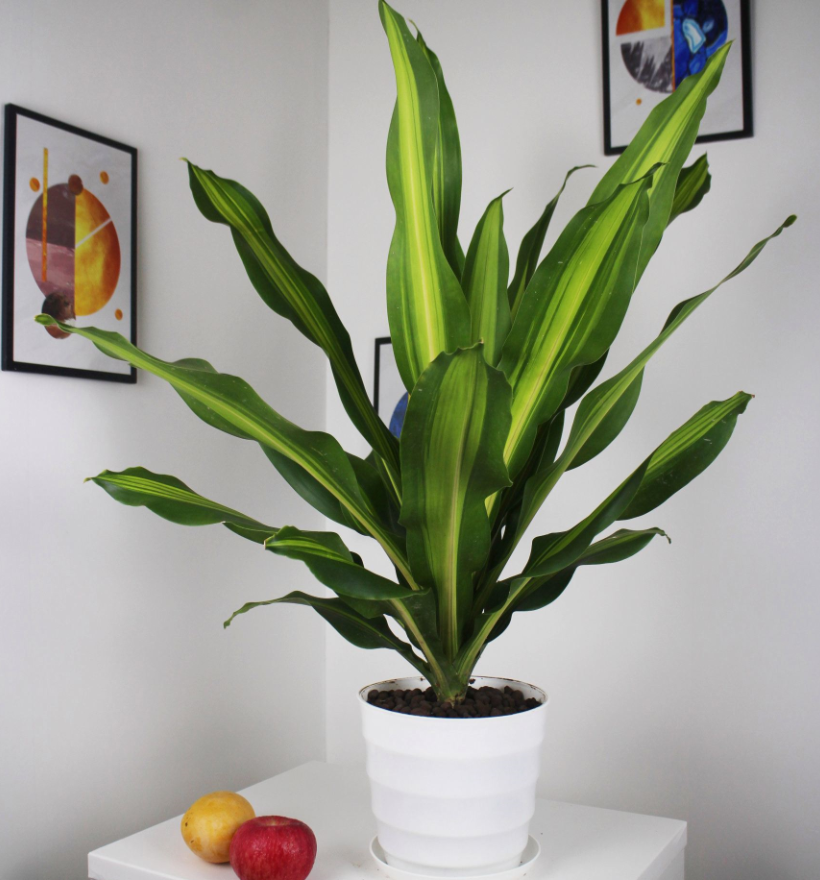 �ʺ���������ֲ�ﻨ�� (6).png