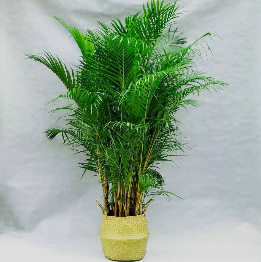 �ʺ���������ֲ�ﻨ�� (7).png