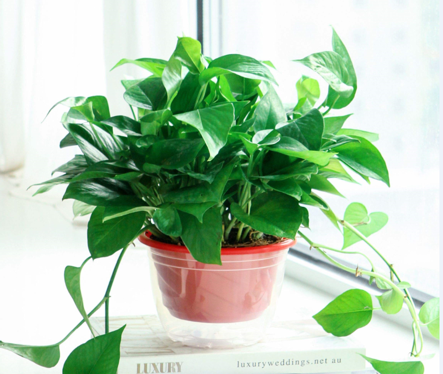 �ʺ���������ֲ�ﻨ�� (8).png