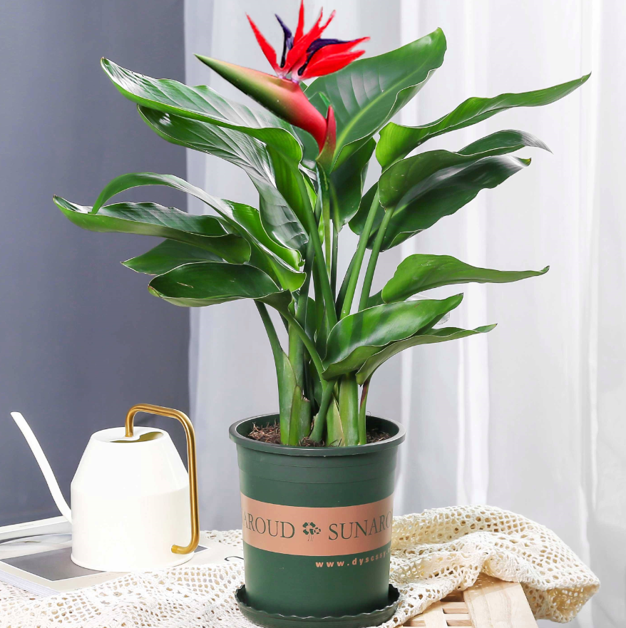 家里能放假花吗.png 家里能放假花吗.png