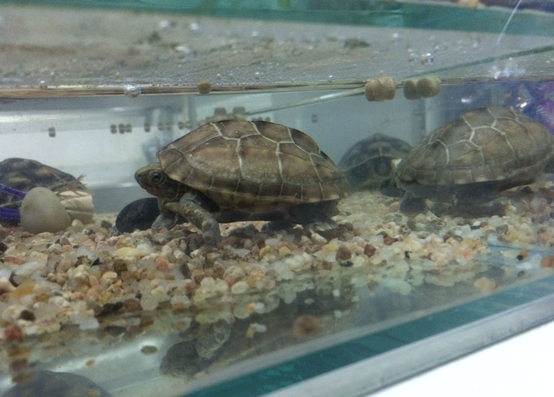 �ڼ����ڹ�ò��� (2).png