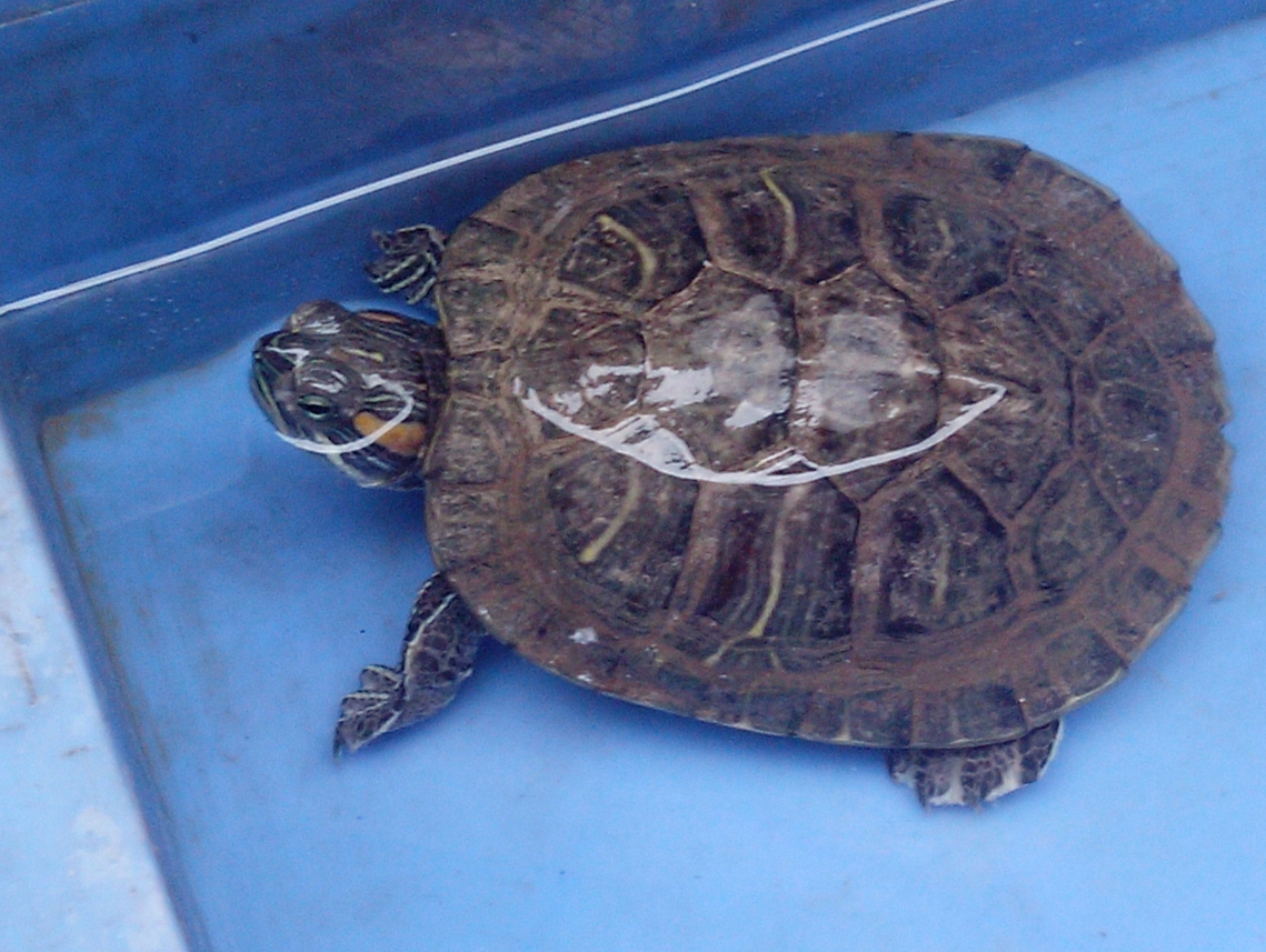 ������������ʲô��˼ (2).png