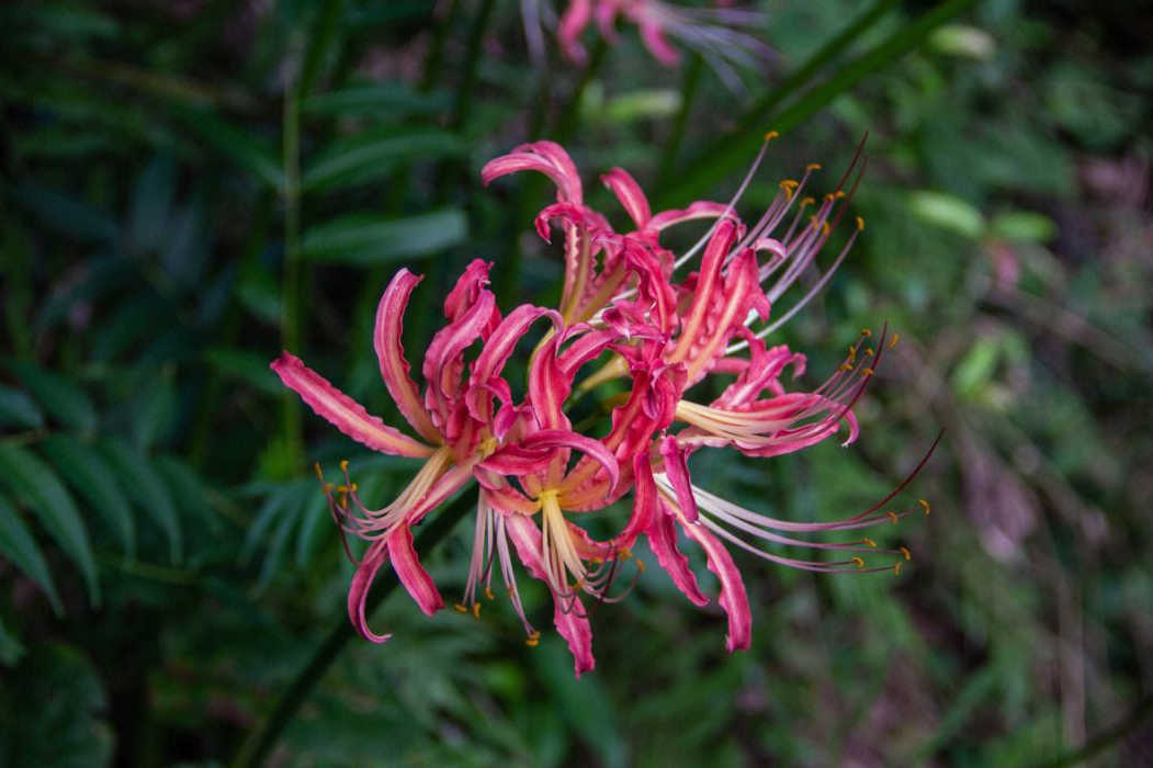 ��䴫˵��������5�ֻ� (2).png