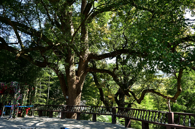 ��ǰ��ʲô��������ˮ (2).png