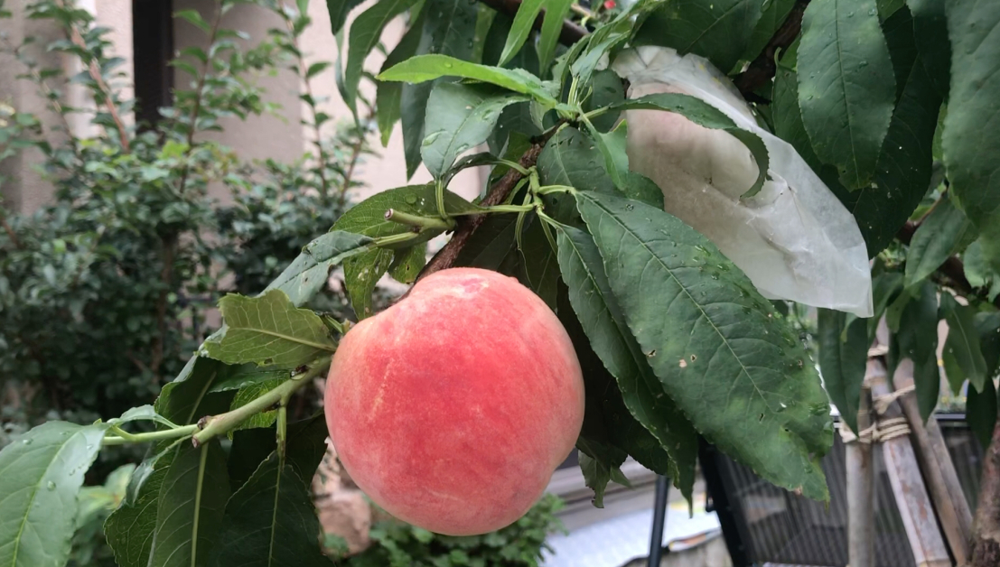 Ժ�����������ò��� (2).png