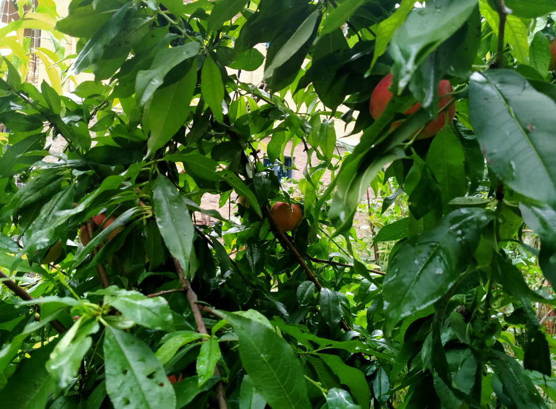 ������ֲ��ʲô��ˮ���� (2).png