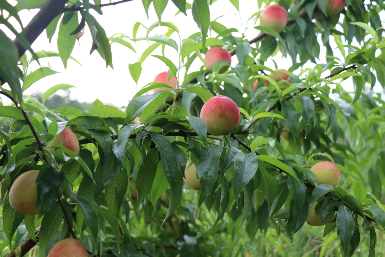 ���������������� .png