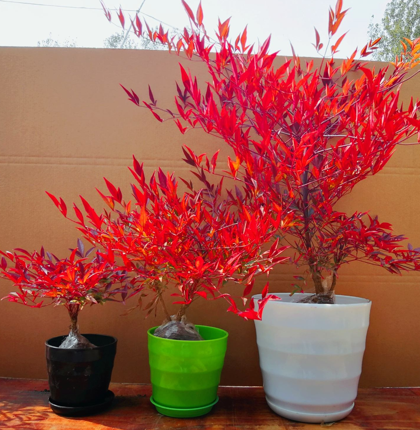 别墅庭院树木需要注意什么?.png 别墅庭院树木需要注意什么?.png