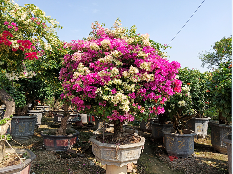 ͥԺ��4����������һֱ�� (1).png