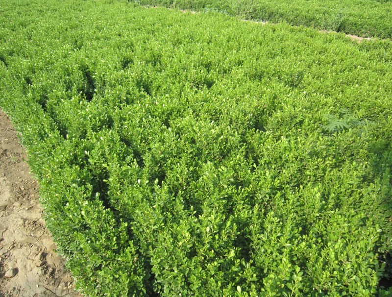 ͥԺ��4����������һֱ�� (2).png