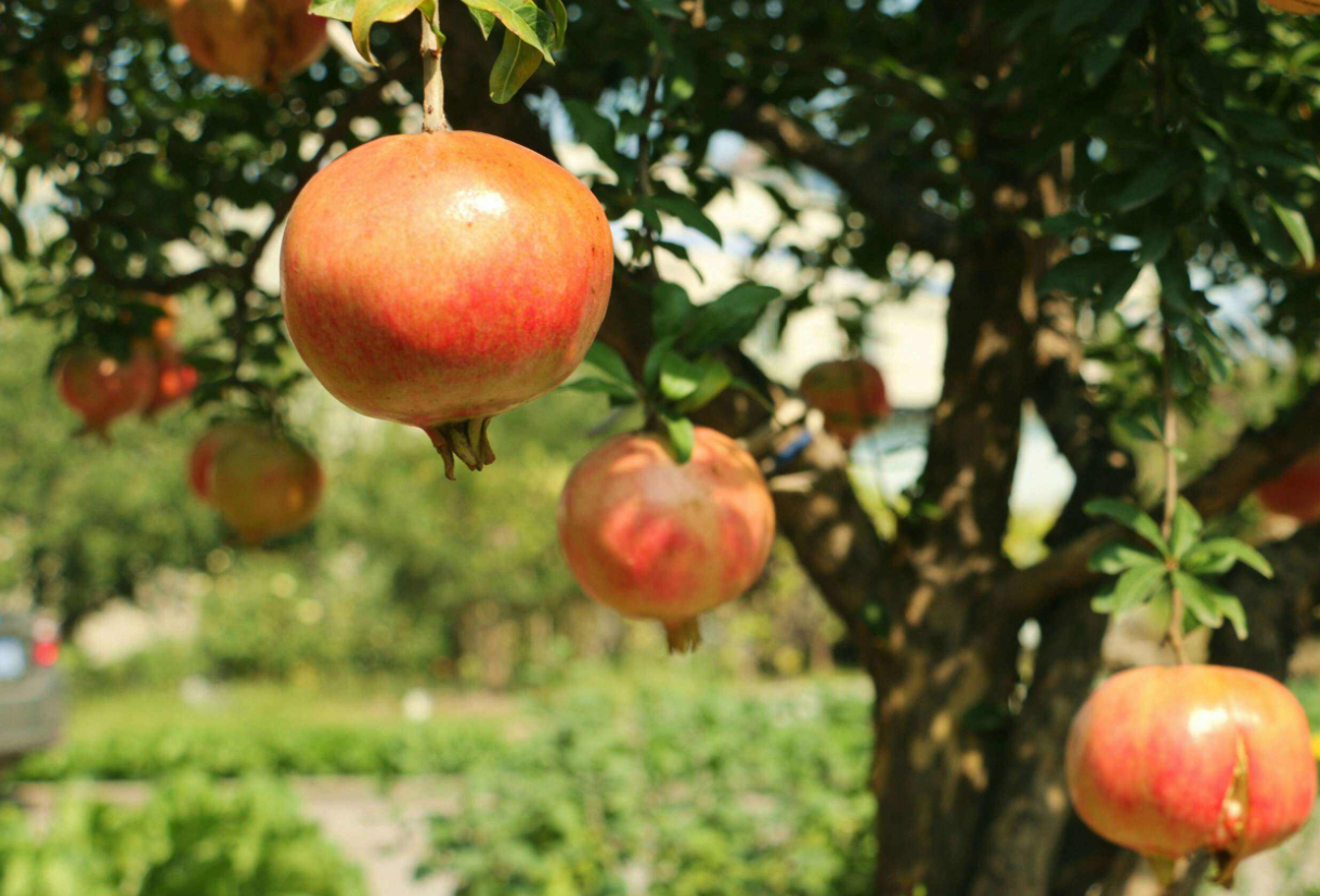 �ʺ�Ժ��������ֵ�5�� (2).png