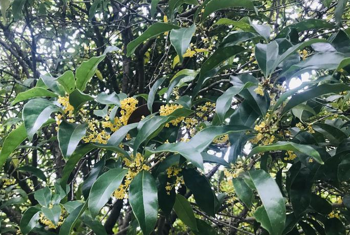 �ʺ�Ժ��������ֵ�5�� (4).png