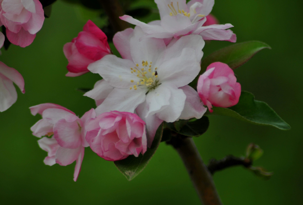 �ʺ�Ժ��������ֵ�5�� (5).png