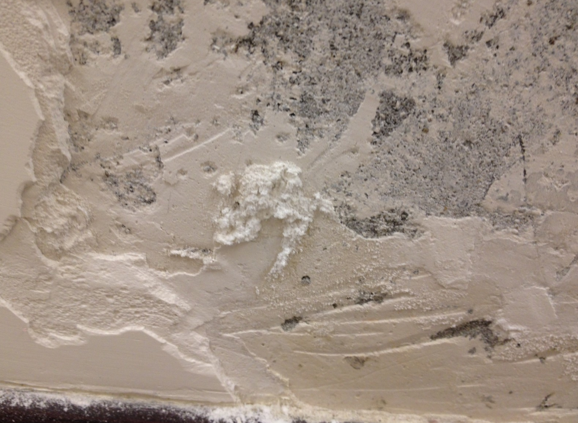 墙纸发霉应该如何做 (2).png 墙纸发霉应该如何做 (2).png