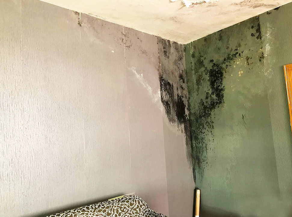 墙纸发霉怎么办 (2).png 墙纸发霉怎么办 (2).png