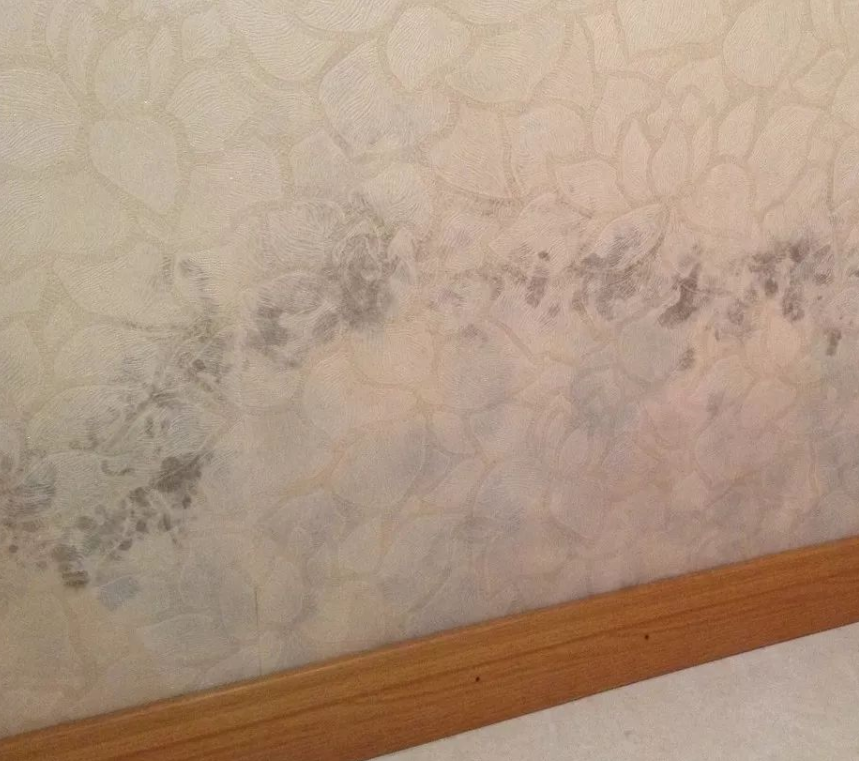 墙纸发霉怎么办 (3).png 墙纸发霉怎么办 (3).png