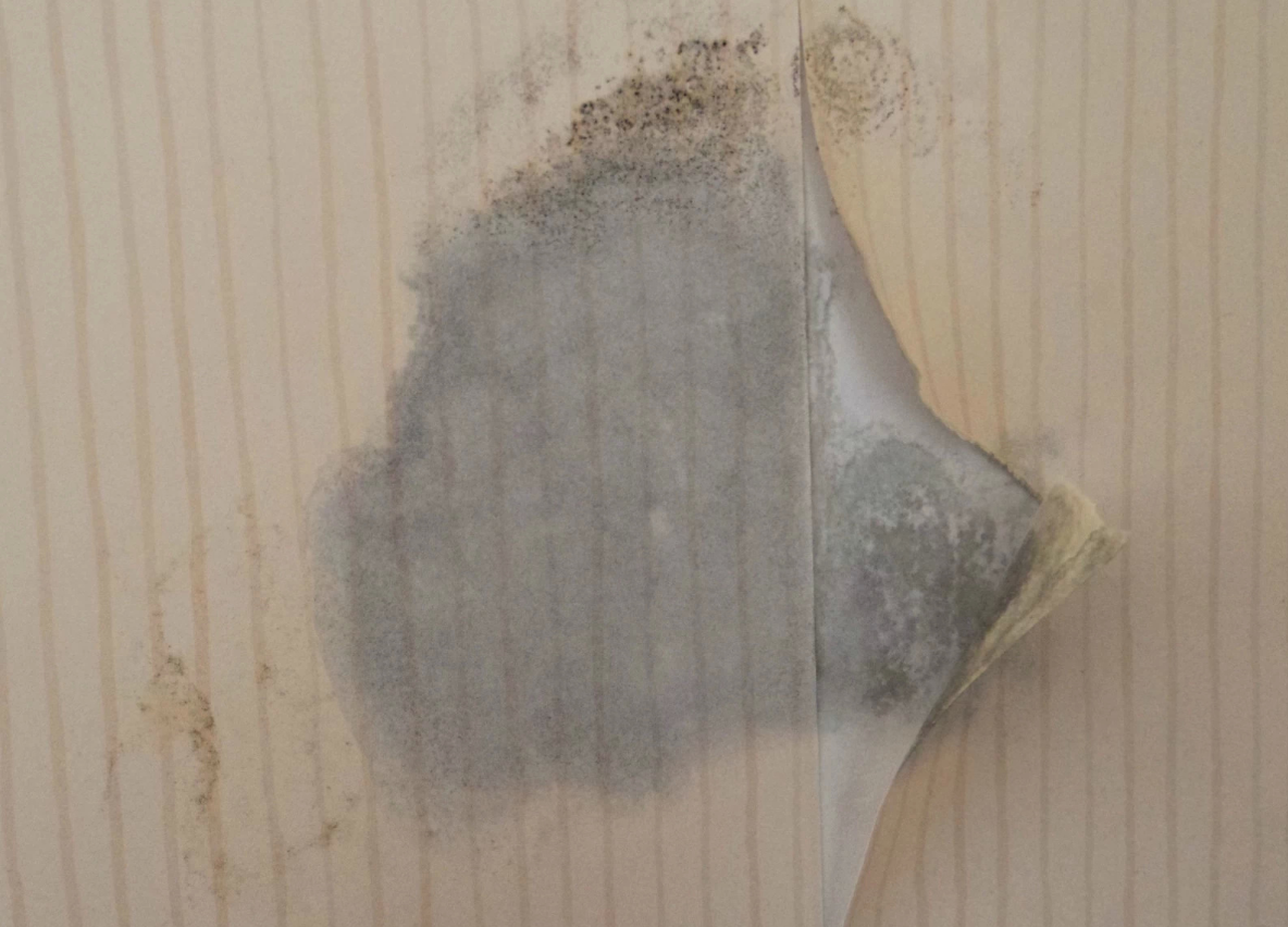 墙纸发霉怎么办 (4).png 墙纸发霉怎么办 (4).png