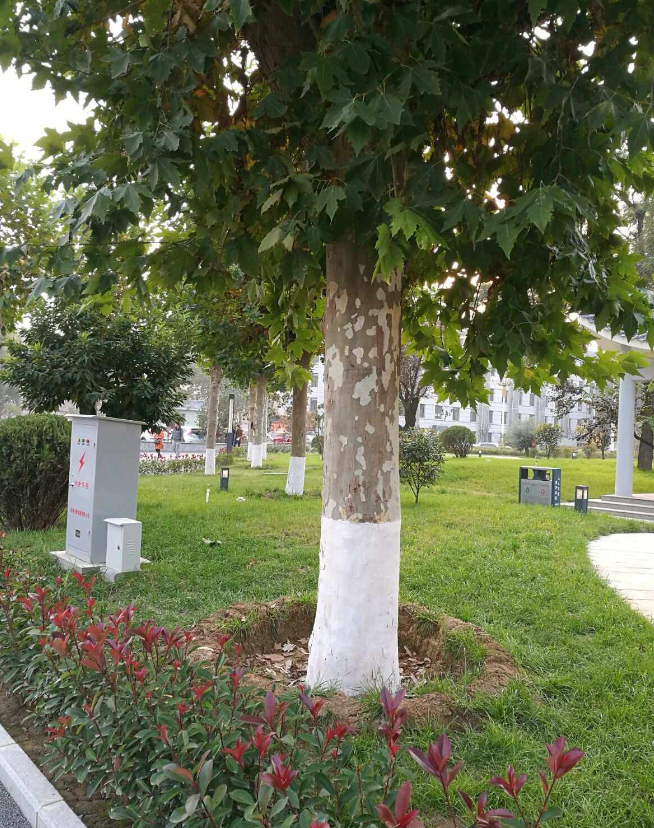 刷树的白色涂料是什么?.png 刷树的白色涂料是什么?.png